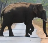 'Arikomban' healthy: TN Forest Dept refutes reports about wild tusker's death
