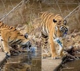 Viral video of tiger picking up plastic bottle from waterhole angers internet