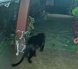 Black Panther Roaming Around House In Tamil Nadu Here Is The Video
