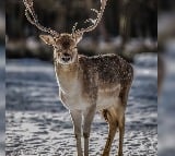 Zombie Deer Disease Spreading Fast Scientists Ringing Warning Bells