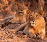 Calcutta High Court bench orders change the names of Lions