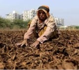 Centre announces relief package for Andhra, Karnataka tobacco farmers