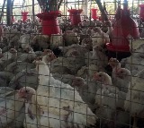 Chicken prices have increased to rs 300 drastically in Andhrapradesh