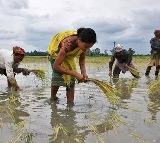 Cabinet clears Rs 24,400 crore fertiliser subsidy to farmers for kharif season