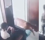Boy Saw A Leopard Entering A Room Quickly Locked It Inside