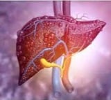 Mice study unravels new insights to boost treatment of liver fibrosis