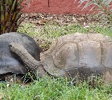 Giant Galapagos tortoise in Hyderabad zoo dies