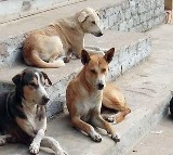 parvo virus in dogs in Nizamabad District