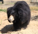 World's largest rescue centre in Taj city celebrates 'World Bear Day'