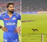Gujarat fans started chanting Hardik Hardik when a dog entered the field