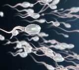 Human Sperm Count on Decline Finds Study