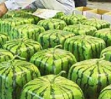 Now get square shaped water melons this summer