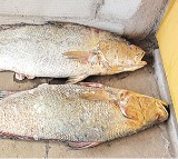Krishna District Fishermen Got two Kachidi Fish