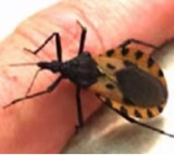 World Chagas Disease Day: WHO calls for early detection for better health