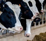 Bird Flu Virus Found In Cow Milk Supply in USA