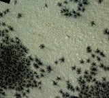 Signs of spiders spotted on Mars
