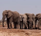 Elephant herd coming towards to Telangana 