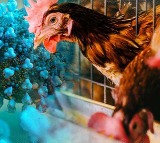 Is the bird flu virus inching closer to humans?