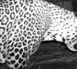 leopard caught at hyderabad shamshabad airport 