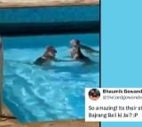 Watch Monkeys take a dip in Mumbai swimming pool amid soaring temperatures the Internet reacts