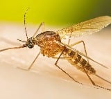 Know what is West Nile fever spreading in Kerala