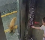 Girl attacked by pet dog in society lift watch video