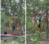 Bear climbing tree viral video here