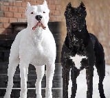 Tamil Nadu bans 23 'dangerous' dog breeds