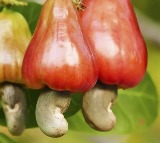 Goa keen to have GI tag for cashew fruit, nut, ‘Urrak’