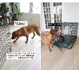 man teaches dog how to close cage dog catches cat in it