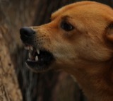 Five-month-old mauled to death by dog in Telangana