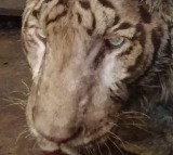Hyderabad Zoo loses white Bengal tiger 'Abhimanyu'