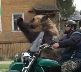 bear rides bike waves onlookers in russia