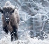 Herd of 170 bison could help store CO2 equivalent of 43000 cars researchers say