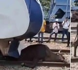 vande bharat express loco pilot applies emergency brake to save cow on track