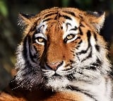 Do You Have a Tiger Like Mindset Find Out Now