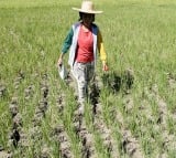 El Nino damage to Philippines agriculture hits $163 mn