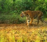 Speeding Hyundai Creta Fatally Hits Tiger in Maharashtra Sanctuary Video Goes Viral