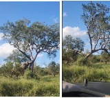 elephant uproots massive tree just in seconds