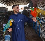 Gaza Zookeeper Flees Rafah Creates Temporary Home For Animals