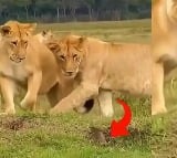 Mongoose Startles Lion Viral Video Leaves Netizens in Disbelief