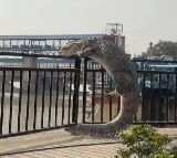 Crocodile Swims Out Of UP Canal Tries To Climb Over Railing