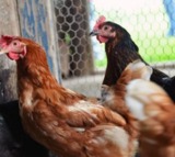 UK declares itself free from bird flu