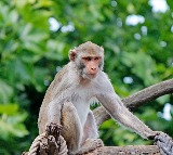 Ghaziabad Residents Save A Monkey Who Fell From Tree Due To Heat