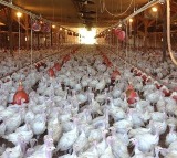WHO Confirms First Human Death Of Bird Flu In Mexico