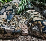 Indonesian Woman Who Went Missing Found Inside A Python After 3 Days