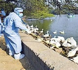 WHO confirms human case of bird flu in India 2nd case since 2019