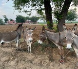 Donkeys numbers increased in Pakistan