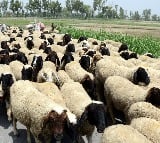 ED to also probe sheep distribution scam in Telangana