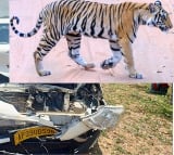 Tiger collides with a speeding car on Nellore Mumbai highway